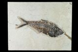 Fossil Fish (Diplomystus) - Green River Formation - Inch Layer #138604-1